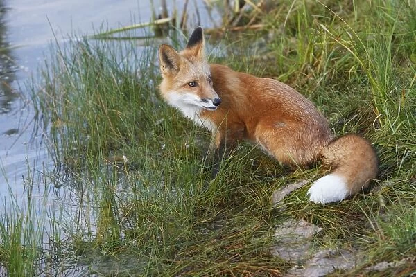 Red Fox - young. WAT-17928. Red Fox - young
