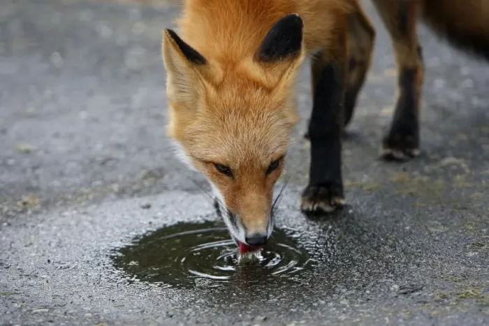 Framed Print : Red Fox - young Framed Print : Red Fox - young