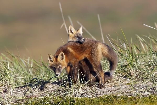 Red Fox - young - dark phase - game between two from the same litter - Seward Peninsula - Alaska