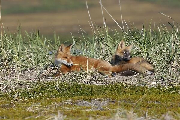 Red Fox - young - dark phase and regular phase - Seward Peninsula - Alaska