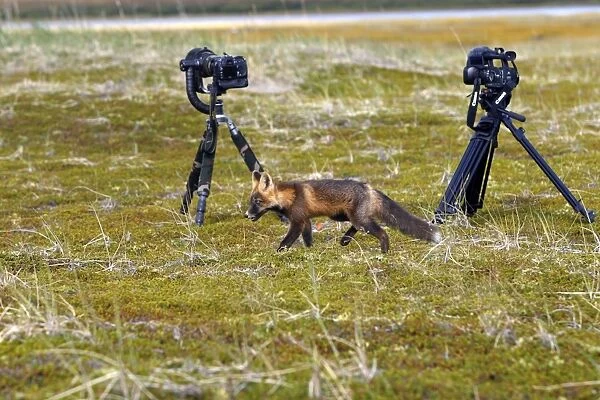 Red Fox - young - dark phase - Seward Peninsula - Alaska