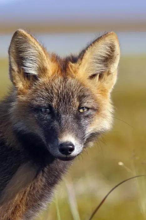 Framed Print : Red Fox - young - dark phase - Seward Peninsula - Alaska Framed Print : Red Fox - young - dark phase - Seward Peninsula - Alaska