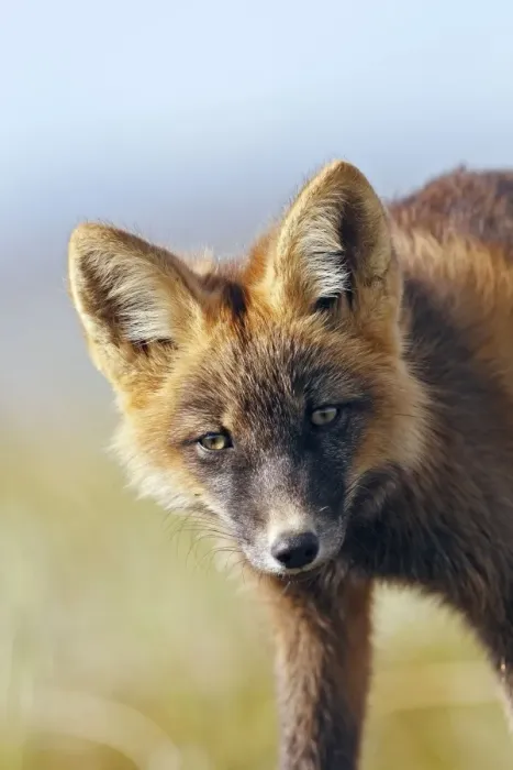 Framed Print : Red Fox - young - dark phase - Seward Peninsula - Alaska Framed Print : Red Fox - young - dark phase - Seward Peninsula - Alaska