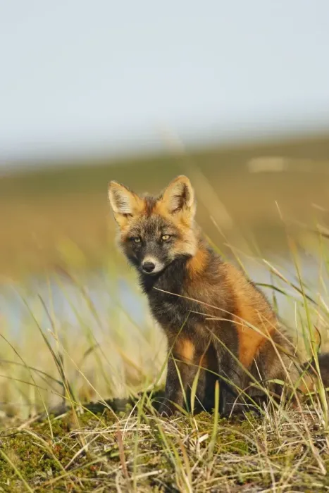 Framed Print : Red Fox - young - dark phase - Seward Peninsula - Alaska Framed Print : Red Fox - young - dark phase - Seward Peninsula - Alaska