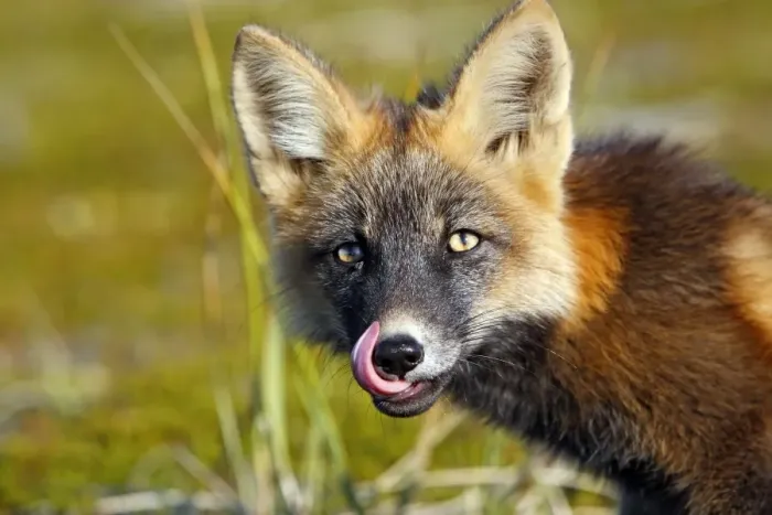 Framed Print : Red Fox - young - dark phase - Seward Peninsula - Alaska Framed Print : Red Fox - young - dark phase - Seward Peninsula - Alaska