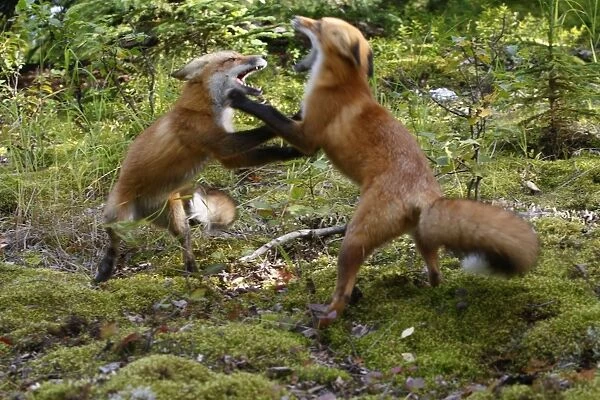 Red Fox - young - fighting