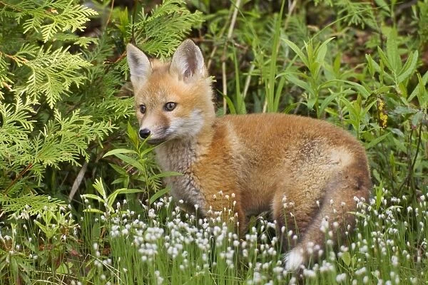 Red Fox - young pup - spring - northern Maine - USA