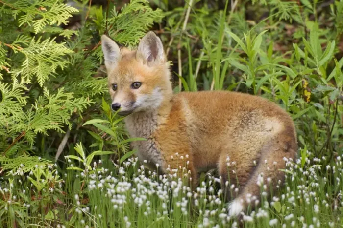 Framed Print : Red Fox - young pup - spring - northern Maine - USA Framed Print : Red Fox - young pup - spring - northern Maine - USA