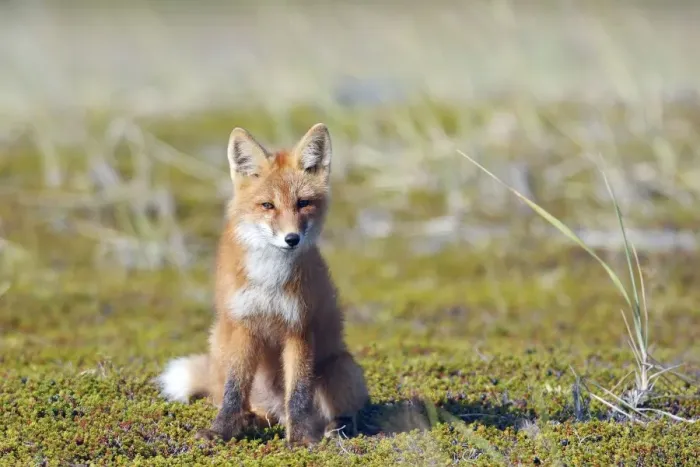 Framed Print : Red Fox - young - Seward Peninsula - Alaska Framed Print : Red Fox - young - Seward Peninsula - Alaska