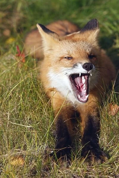 Red Fox - young - yawning