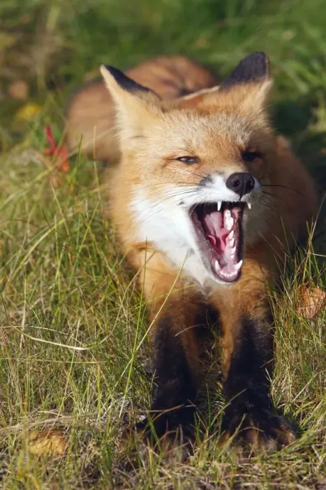 Framed Print : Red Fox - young - yawning Framed Print : Red Fox - young - yawning