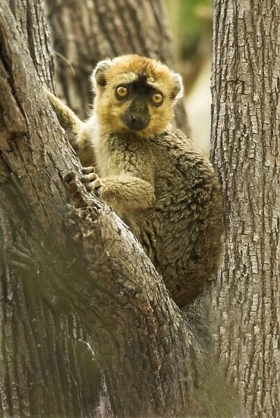 Red-fronted Brown Lemur - In tree Berenty. Madagascar