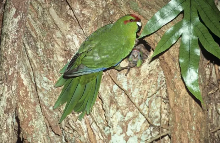 Framed Print : Red-fronted Parakeet - at nest hole, endemic. New Zealand Framed Print : Red-fronted Parakeet - at nest hole, endemic. New Zealand