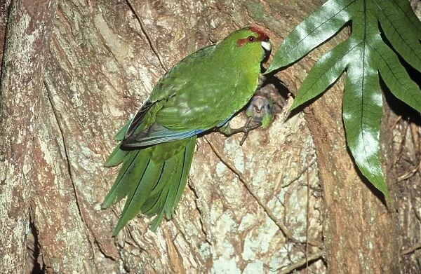 Red-fronted Parakeet - at nest hole, endemic. New Zealand