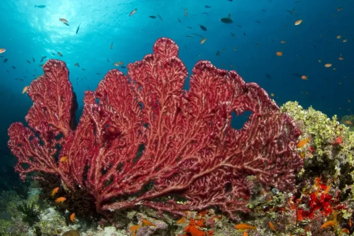 Framed Print : Red Gorgonian Sea Fan - Fotteyo - Felidhoo - Maldives Framed Print : Red Gorgonian Sea Fan - Fotteyo - Felidhoo - Maldives