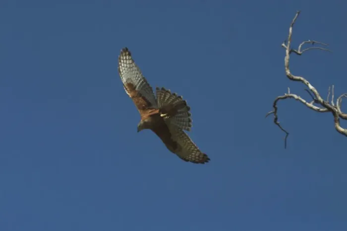 Framed Print : Red Goshawk - in flight. Largest Australian goshawk. Rare and vulnerable. At Mataranka, Northern Territory, Australia. Found throughout north and north-eastern Australia but a very scarce bird much sought after by twitchers Framed Print : Red Goshawk - in flight. Largest Australian goshawk. Rare and vulnerable. At Mataranka, Northern Territory, Australia. Found throughout north and north-eastern Australia but a very scarce bird much sought after by twitchers