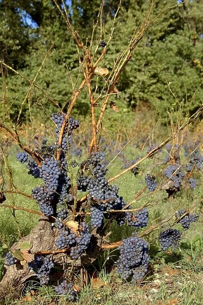 Red Grapes - not harvested - 1984 wine crisis - Vaucluse - France