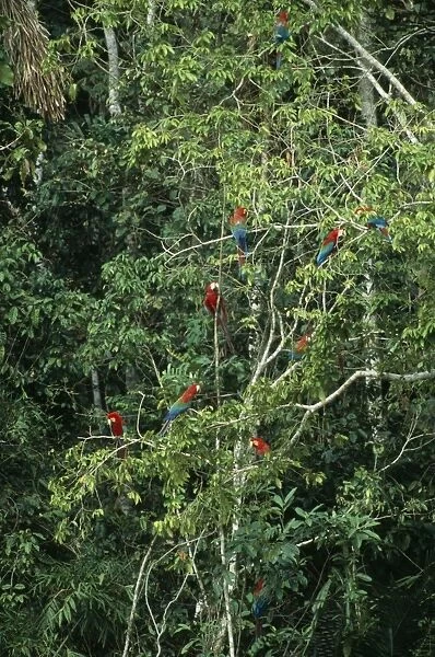 Red & Green  /  Red & Blue Macaw Waiting to descend on a clay lick, Madre de Dios River, Peru