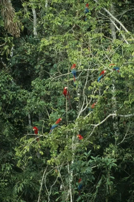 Framed Print : Red & Green / Red & Blue Macaw Waiting to descend on a clay lick, Madre de Dios River, Peru Framed Print : Red & Green / Red & Blue Macaw Waiting to descend on a clay lick, Madre de Dios River, Peru