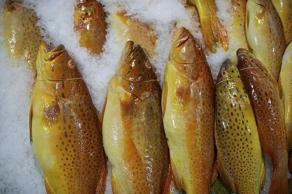 Red Grouper - Fish market - Singapore