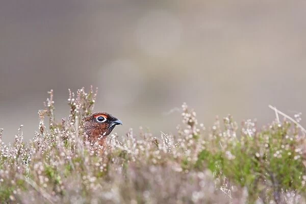Red grouse - adult male looking out from cover in heather, Cairngorms, Scotland, UK