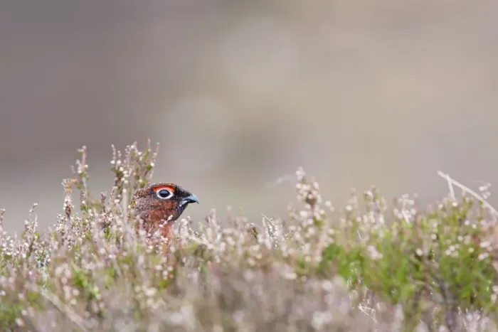 Framed Print : Red grouse - adult male looking out from cover in heather, Cairngorms, Scotland, UK Framed Print : Red grouse - adult male looking out from cover in heather, Cairngorms, Scotland, UK