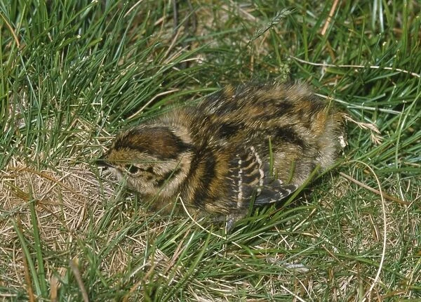 Red Grouse - chick