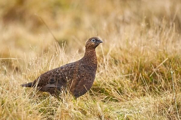 Red Grouse - female in grassy area - Cairngorm - Scotland