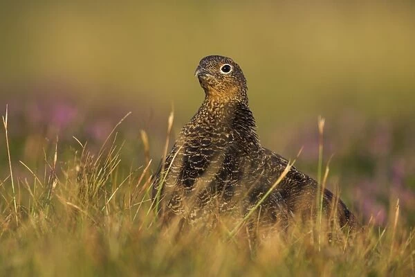 Red Grouse Female heather moor. North Yorkshire. England, UK
