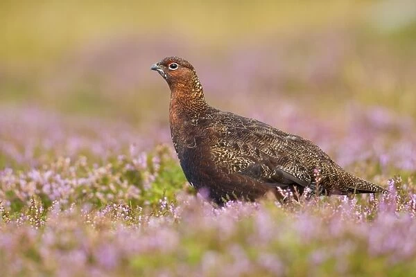 Red Grouse - amongst heather - Grinton - Yorkshire Dales - August