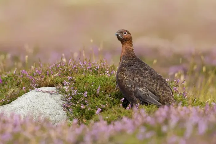 Framed Print : Red Grouse - amongst heather - Grinton - Yorkshire Dales - August Framed Print : Red Grouse - amongst heather - Grinton - Yorkshire Dales - August