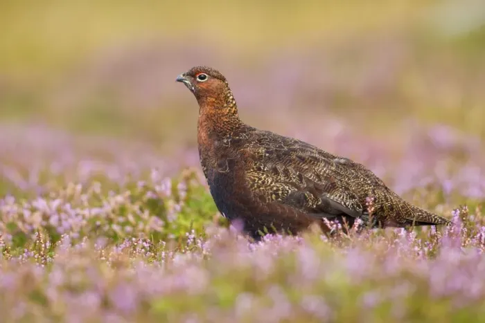 Framed Print : Red Grouse - amongst heather - Grinton - Yorkshire Dales - August Framed Print : Red Grouse - amongst heather - Grinton - Yorkshire Dales - August