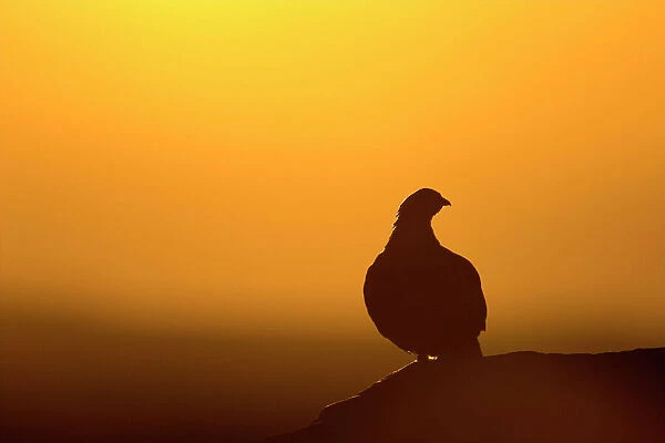Red Grouse - on heather moor, overlooking its domain at sunrise. Silhouette