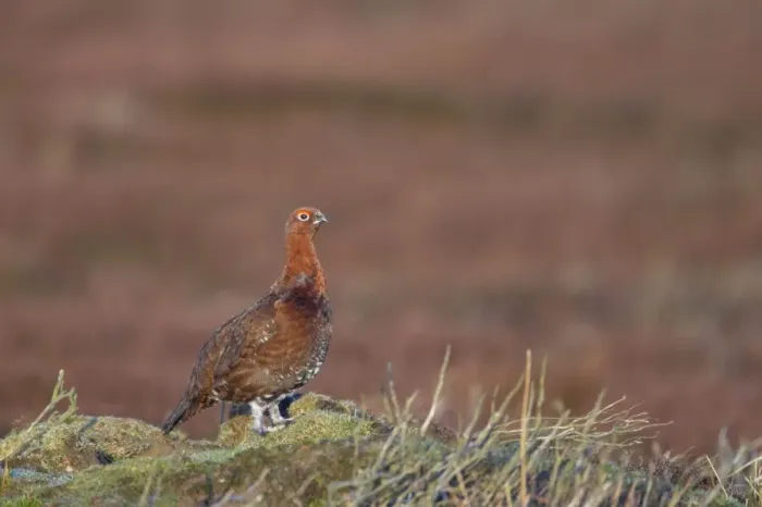 Framed Print : Red Grouse Lagopus lagopus scoticus Yorkshire Dales National Park Yorkshire, UK BI013427 Framed Print : Red Grouse Lagopus lagopus scoticus Yorkshire Dales National Park Yorkshire, UK BI013427