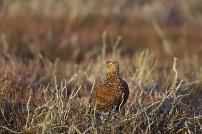 Framed Print : Red Grouse Lagopus lagopus scoticus Yorkshire Dales National Park Yorkshire, UK BI013428 Framed Print : Red Grouse Lagopus lagopus scoticus Yorkshire Dales National Park Yorkshire, UK BI013428