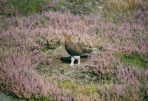 Red Grouse - in ling North Yorkshire Moors, UK