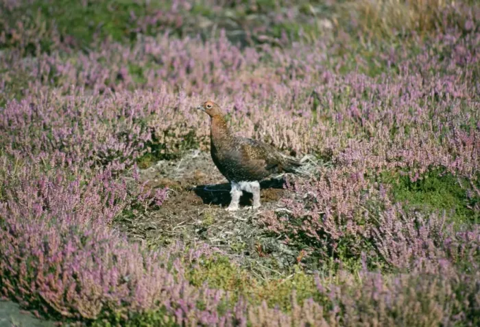 Framed Print : Red Grouse - in ling North Yorkshire Moors, UK Framed Print : Red Grouse - in ling North Yorkshire Moors, UK