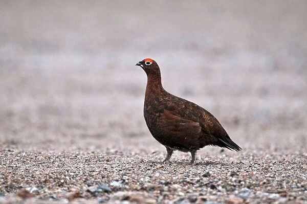 Red Grouse - male - Cairngorm - Scotland