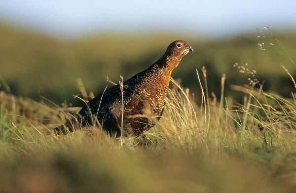 Red Grouse - male calling on moorland