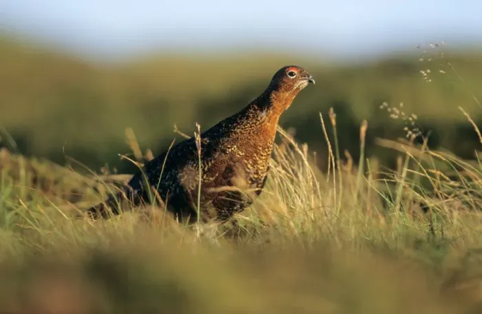Framed Print : Red Grouse - male calling on moorland Framed Print : Red Grouse - male calling on moorland