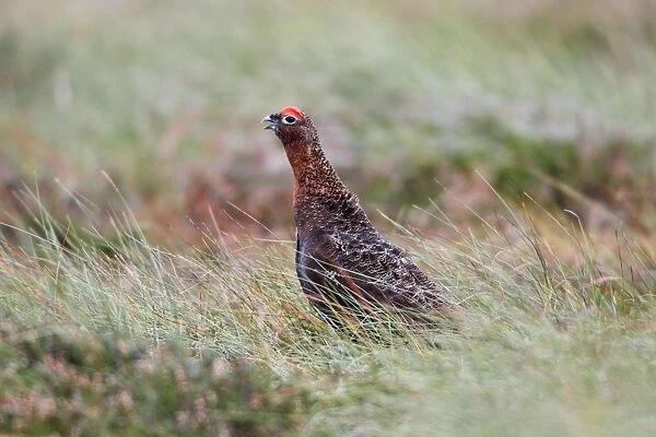 Red Grouse - male calling on moorland - Northumberland - England