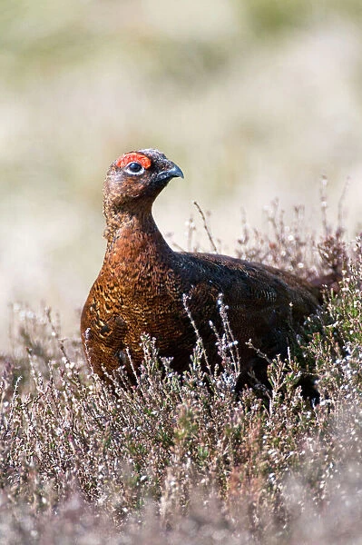 Red Grouse - male in heather - North Yorkshire - UK