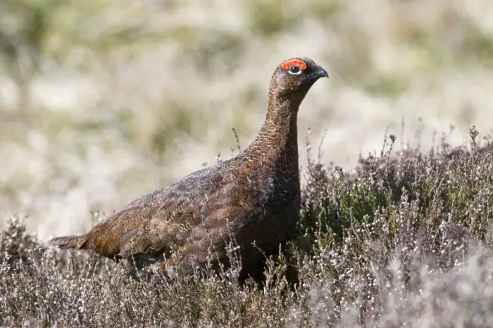 Framed Print : Red Grouse - male in heather - North Yorkshire - UK Framed Print : Red Grouse - male in heather - North Yorkshire - UK
