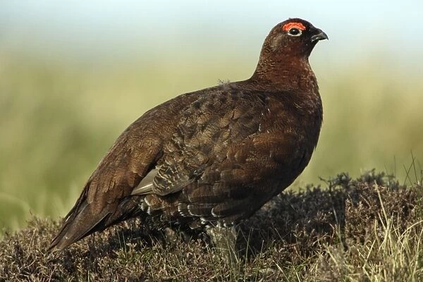 Red Grouse - Male on moorland Northumberland, England