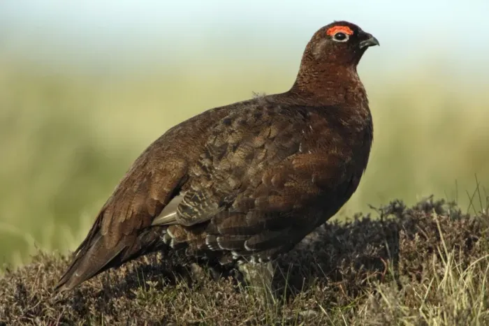 Framed Print : Red Grouse - Male on moorland Northumberland, England