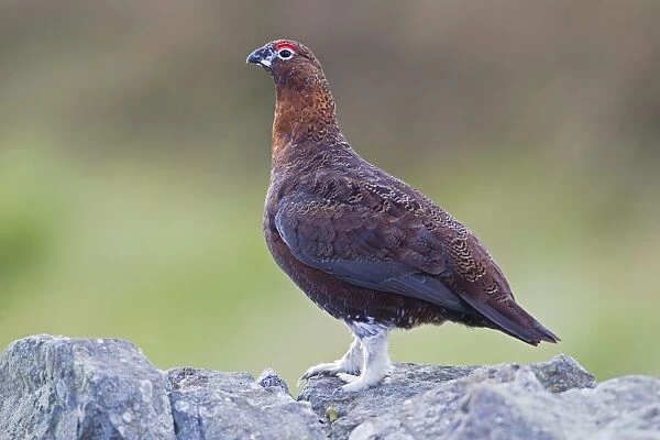 Red Grouse - male perched on dry stone wall - Northumberland - England