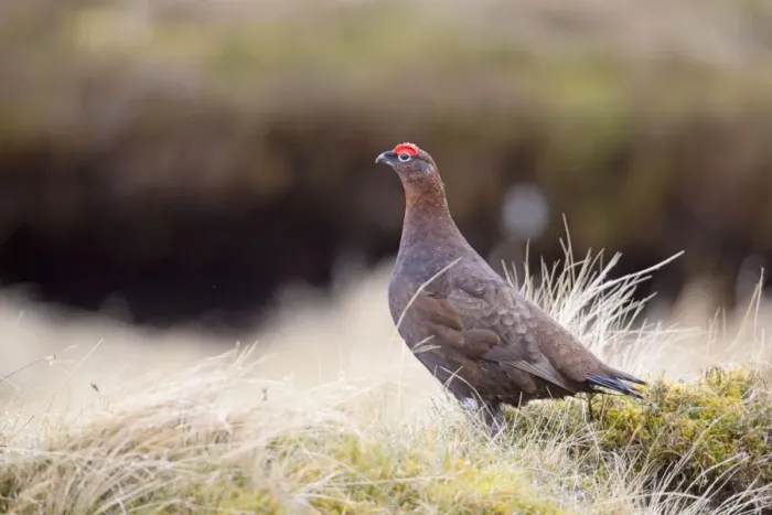 Framed Print : Red Grouse - male - Scotland, UK Framed Print : Red Grouse - male - Scotland, UK