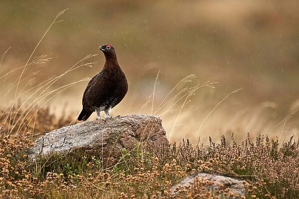 Red Grouse - male standing on boulder in rain surrounded by heather - Cairngorm - Scotland