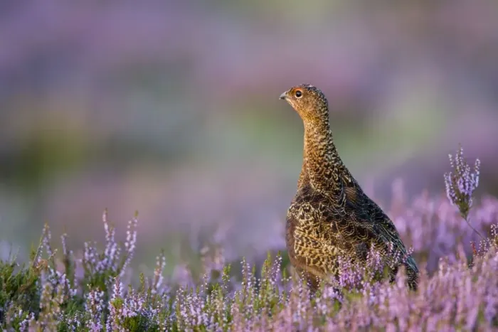 Framed Print : Red Grouse In Pink and purple heather. North Yorkshire. UK Framed Print : Red Grouse In Pink and purple heather. North Yorkshire. UK