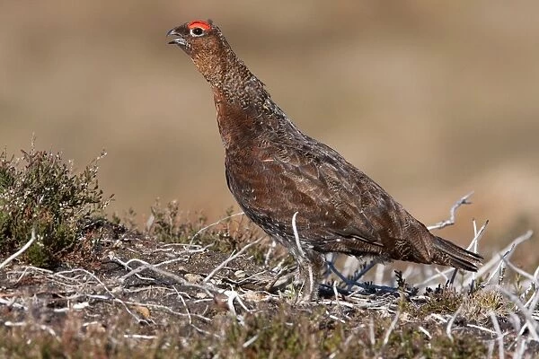 Red grouse - Single adult male calling. Cairngorms, Scotland, UK